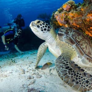 Diving with Aqua Nomad